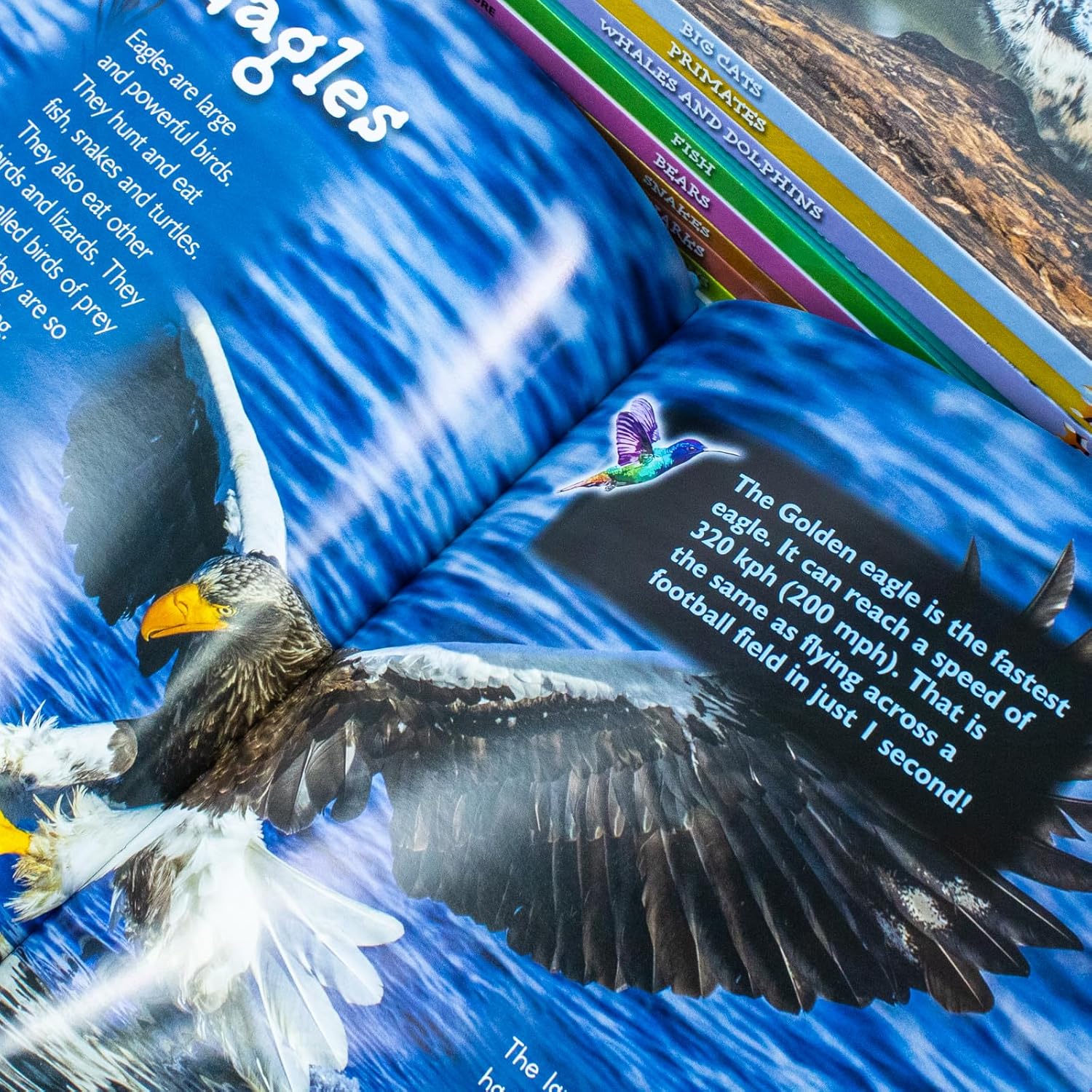 Children Introduction To Nature For Beginners 10 Hardback Books Collection Set (Bear, Big Cats, Birds, Crocodiles And Alligators)