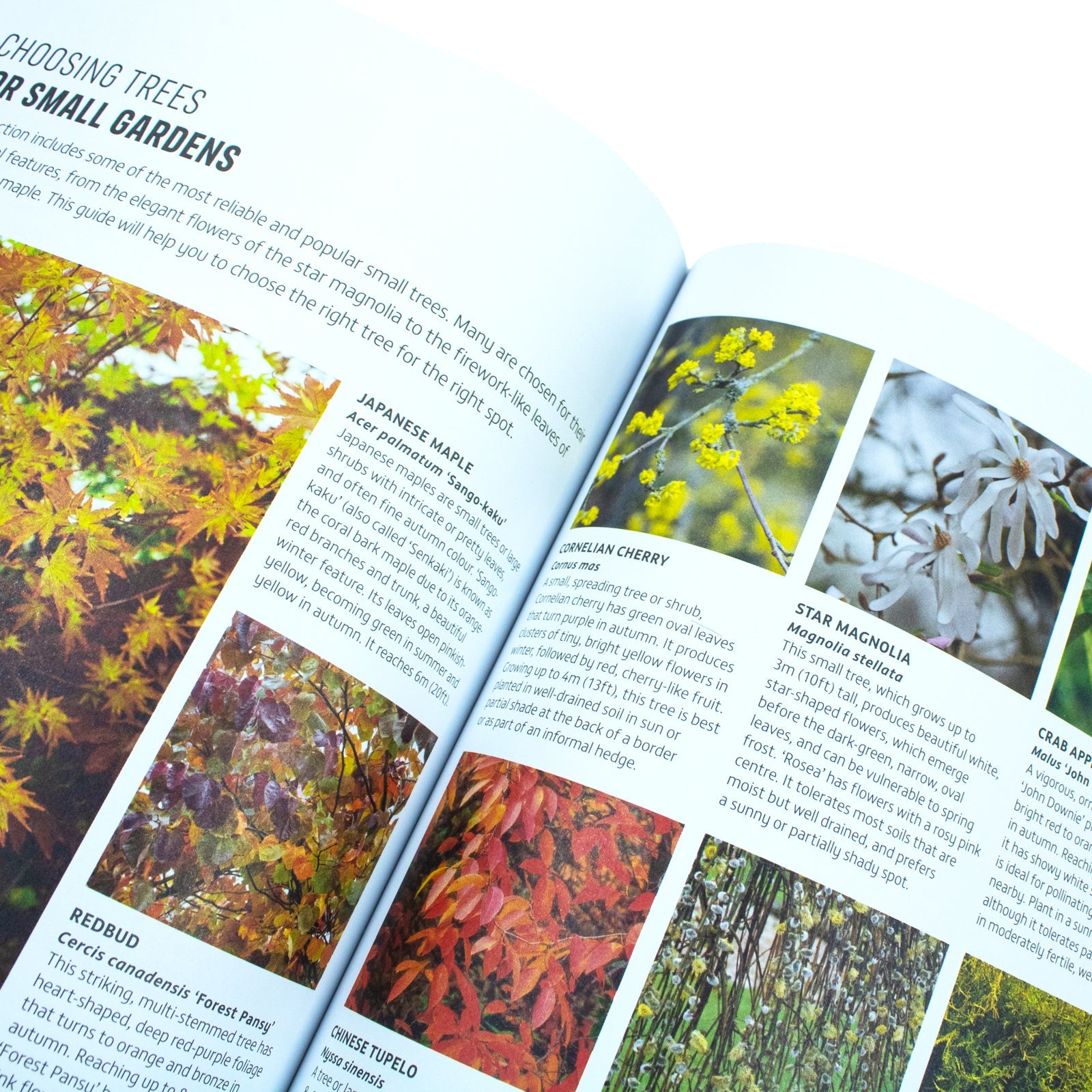 RHS How to Garden When You're New to Gardening: The Basics for Absolute Beginners